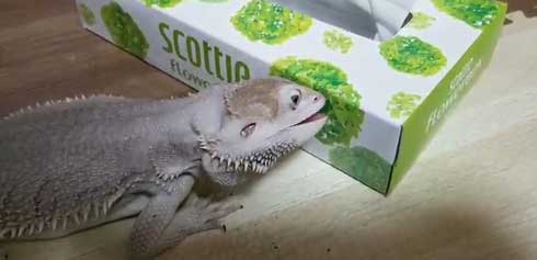 ティッシュ イラスト 葉っぱ 勘違い フトアゴヒゲトカゲ