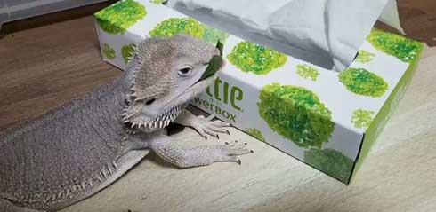 ティッシュ イラスト 葉っぱ 勘違い フトアゴヒゲトカゲ