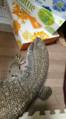 ティッシュ イラスト 葉っぱ 勘違い フトアゴヒゲトカゲ