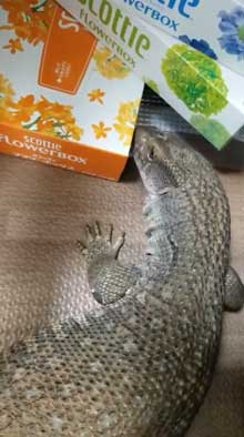 ティッシュ イラスト 葉っぱ 勘違い フトアゴヒゲトカゲ