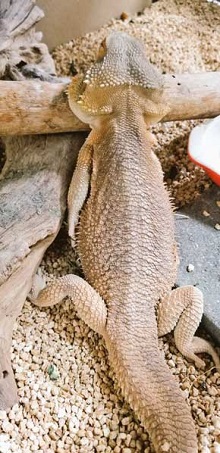 ティッシュ イラスト 葉っぱ 勘違い フトアゴヒゲトカゲ