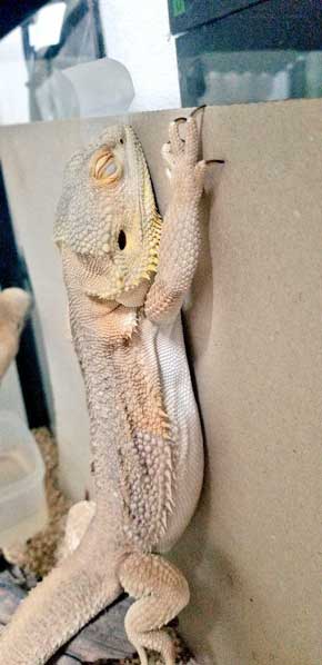 ティッシュ イラスト 葉っぱ 勘違い フトアゴヒゲトカゲ