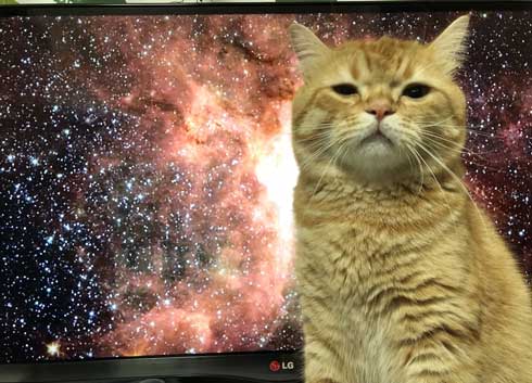 宇宙 猫 テレビ 合成 スペースキャット