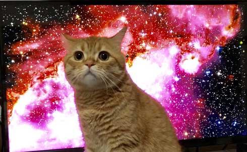 宇宙 猫 テレビ 合成 スペースキャット