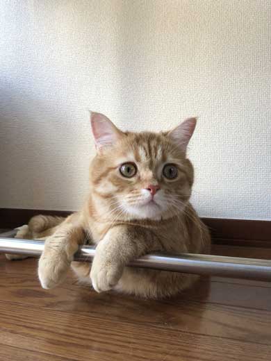 宇宙 猫 テレビ 合成 スペースキャット