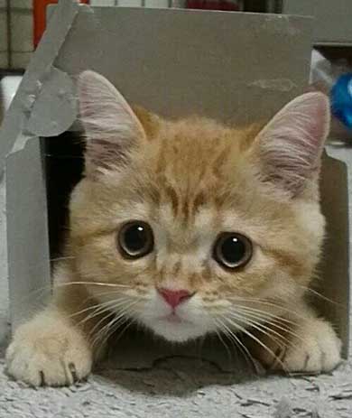 宇宙 猫 テレビ 合成 スペースキャット