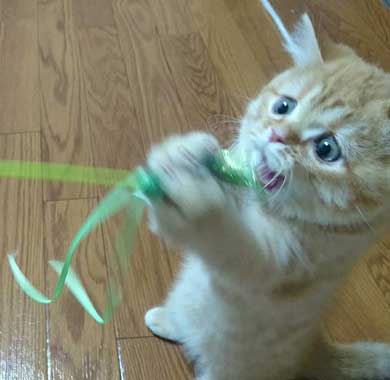 宇宙 猫 テレビ 合成 スペースキャット