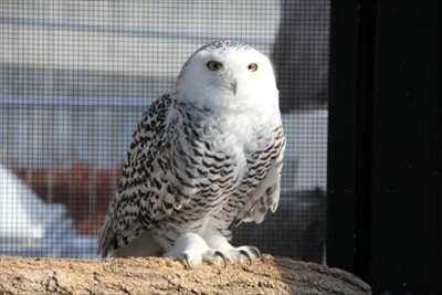 日本平動物園シロフクロウ