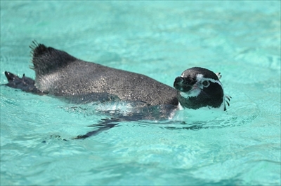 日本平動物園シロフクロウ