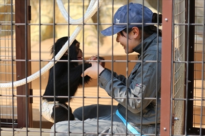 日本平動物園シロフクロウ