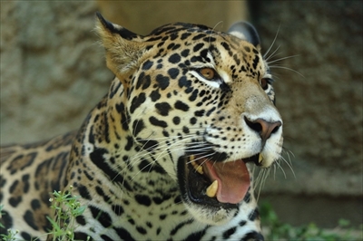 日本平動物園シロフクロウ