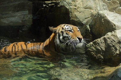 日本平動物園シロフクロウ