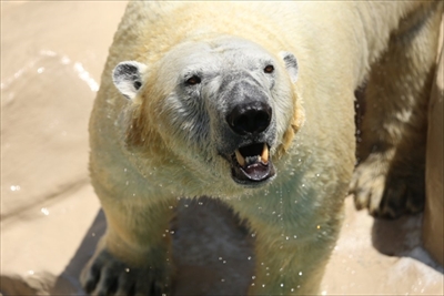 日本平動物園シロフクロウ