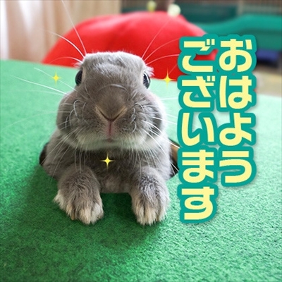 アメブロ　うさぎのふうた