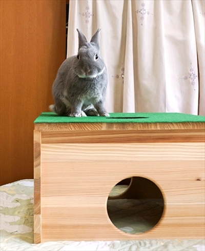 アメブロ　うさぎのふうた