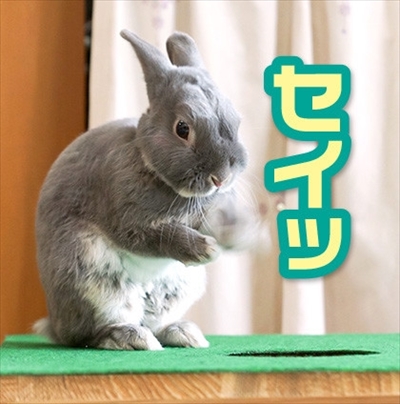 アメブロ　うさぎのふうた