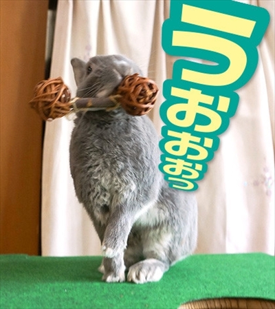 アメブロ　うさぎのふうた