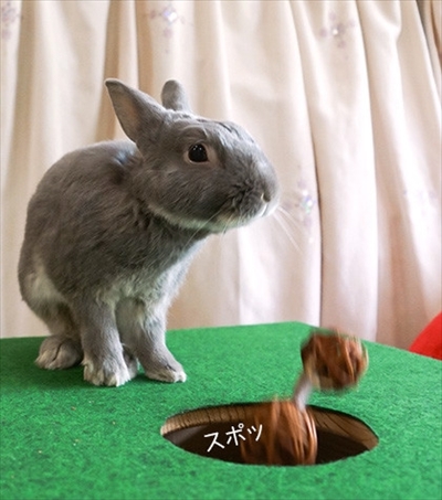 アメブロ　うさぎのふうた