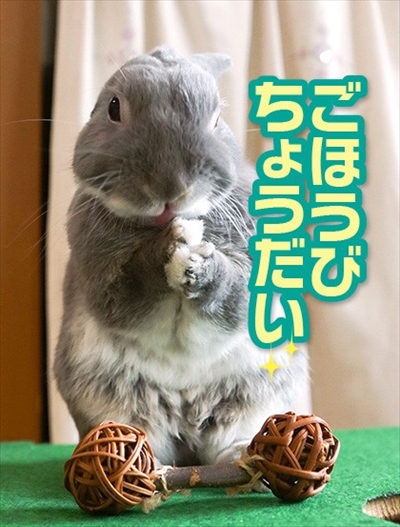 アメブロ　うさぎのふうた
