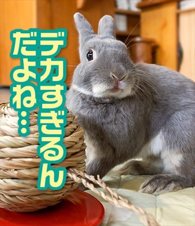 アメブロ　うさぎのふうた