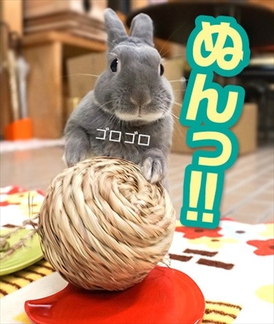 アメブロ　うさぎのふうた