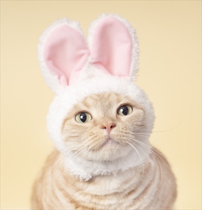 ねこのかぶりもの写真集