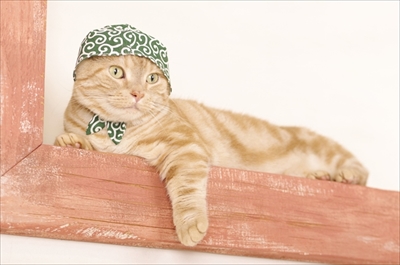 ねこのかぶりもの写真集