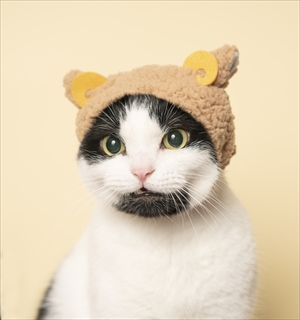 ねこのかぶりもの写真集