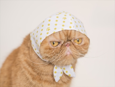 ねこのかぶりもの写真集