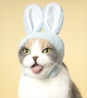 ねこのかぶりもの写真集