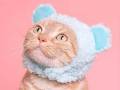 かわいい「ねこ泥棒」や「ねこひつじちゃん」　キタンクラブ「ねこのかぶりもの」シリーズの写真集が登場