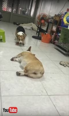 犬