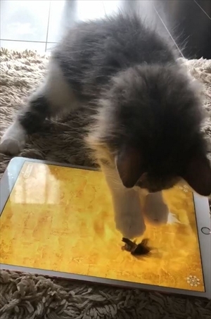 金魚のアプリで遊ぶ猫ちゃん