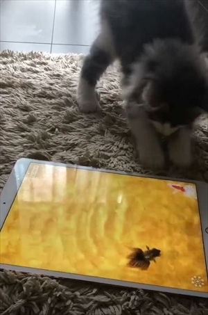 金魚のアプリで遊ぶ猫ちゃん