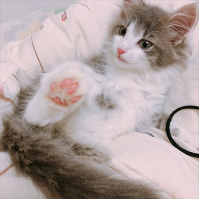 金魚のアプリで遊ぶ猫ちゃん