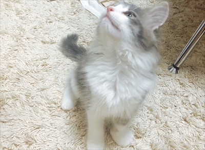 金魚のアプリで遊ぶ猫ちゃん