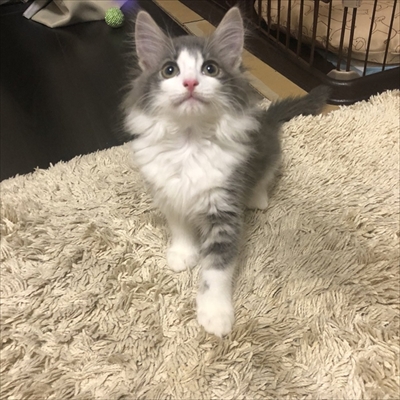 金魚のアプリで遊ぶ猫ちゃん