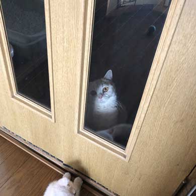 締め出されてしまった 猫 表情 怖い みかんとじろうさん