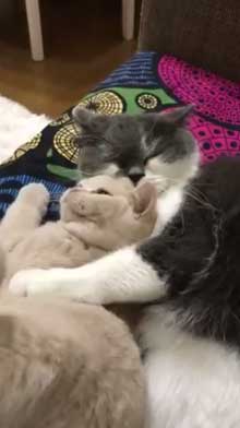 締め出されてしまった 猫 表情 怖い みかんとじろうさん