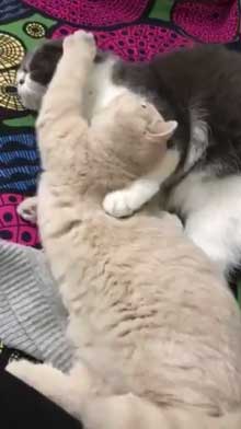 締め出されてしまった 猫 表情 怖い みかんとじろうさん