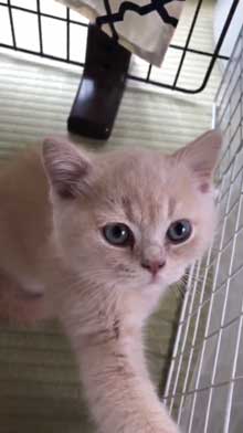 締め出されてしまった 猫 表情 怖い みかんとじろうさん