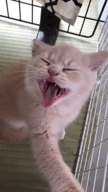 締め出されてしまった 猫 表情 怖い みかんとじろうさん