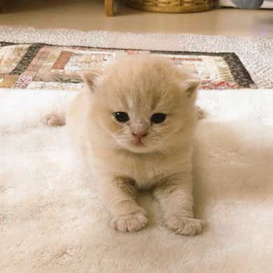 締め出されてしまった 猫 表情 怖い みかんとじろうさん