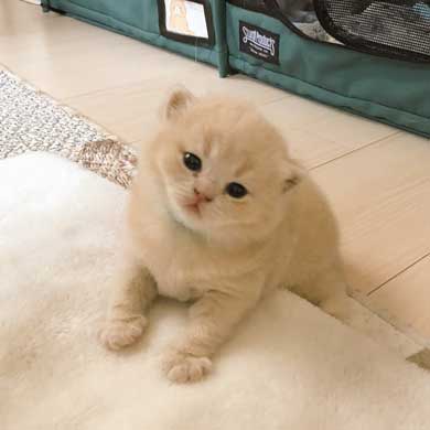 締め出されてしまった 猫 表情 怖い みかんとじろうさん