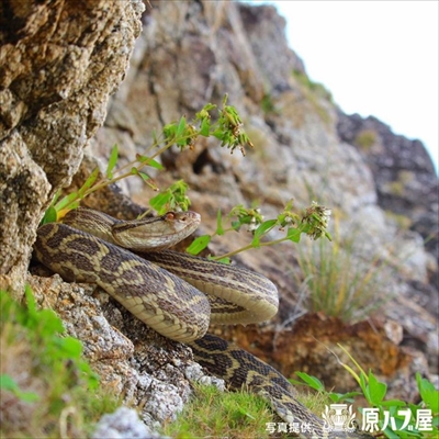 ハブのマスキングテープ