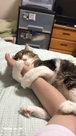 ふさふさ