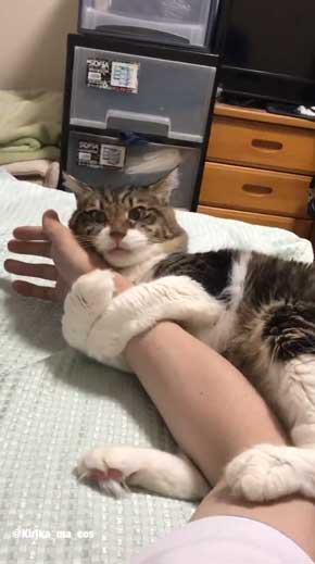猫 ヤマダ 目覚め ビックリ 朝 ハグ 腕
