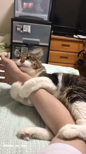 猫 ヤマダ 目覚め ビックリ 朝 ハグ 腕