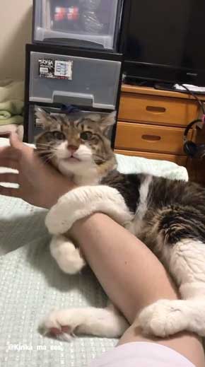猫 ヤマダ 目覚め ビックリ 朝 ハグ 腕