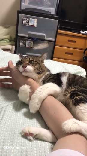 猫 ヤマダ 目覚め ビックリ 朝 ハグ 腕